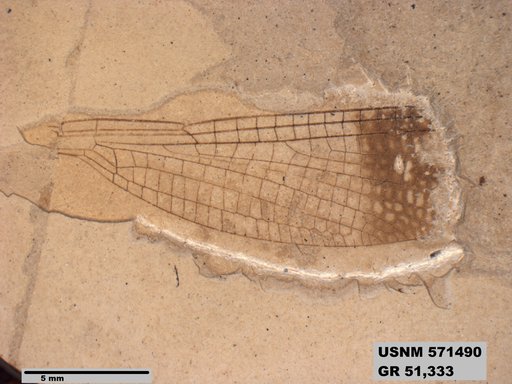 Insecta