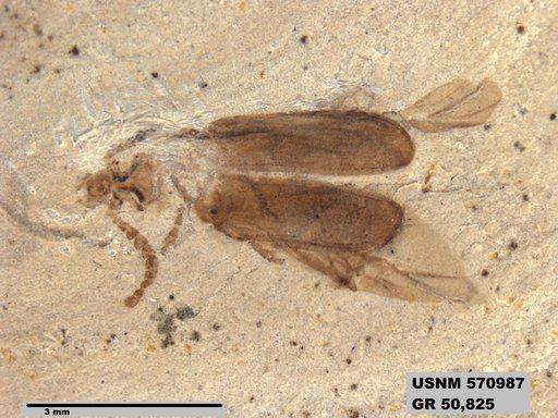 Insecta