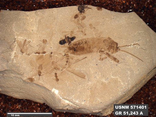 Genus sp