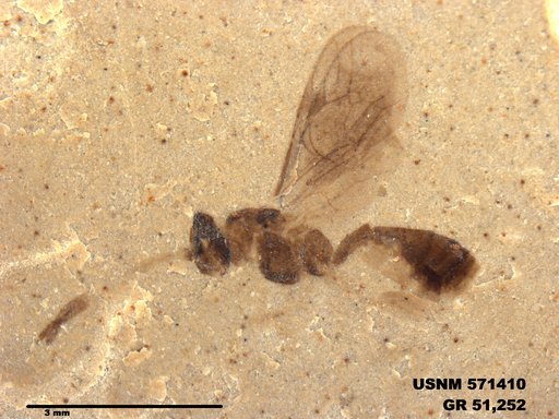 Ichneumonidae