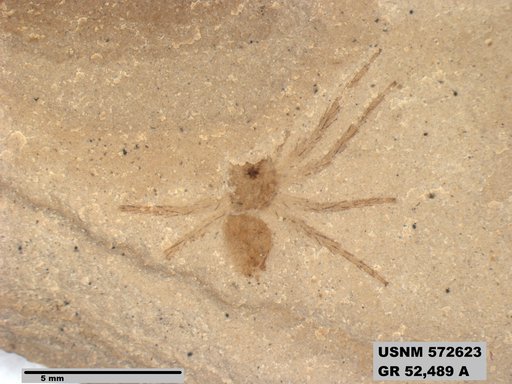Genus sp