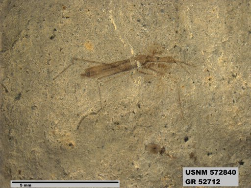 Genus sp