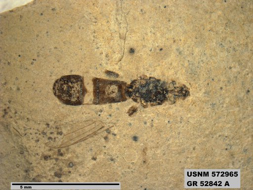 Genus sp