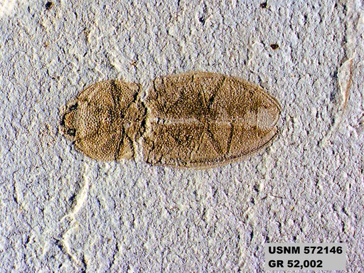 Insecta