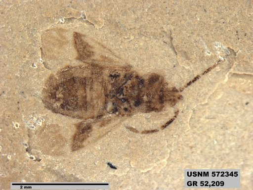 Genus sp
