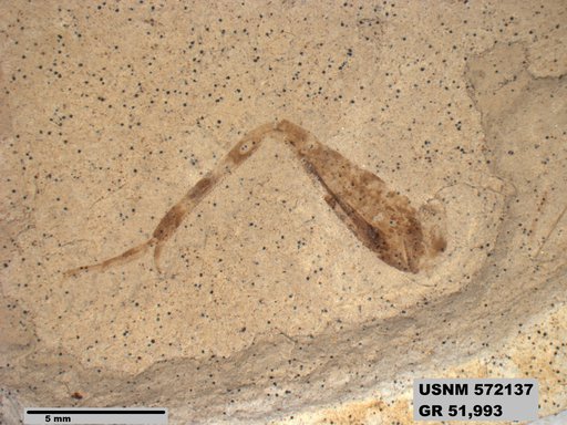Genus sp