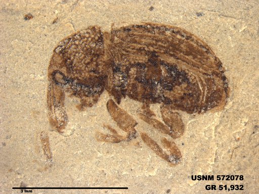 Insecta