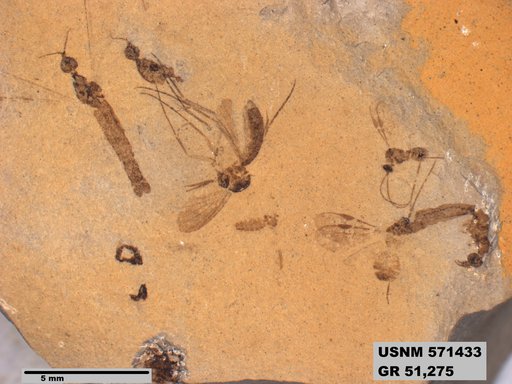 Genus sp