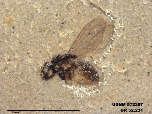 Genus sp