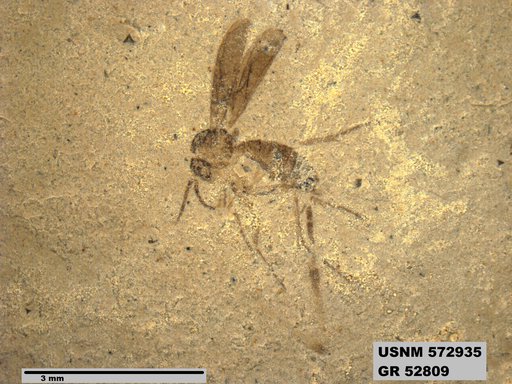 Genus sp