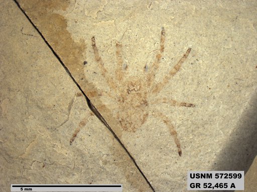 Insecta