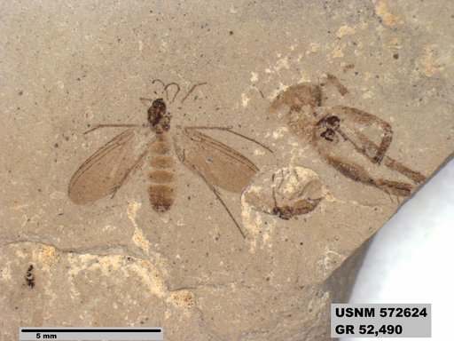 Genus sp