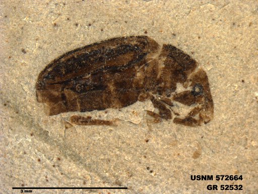 Insecta