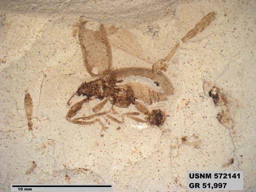 Insecta