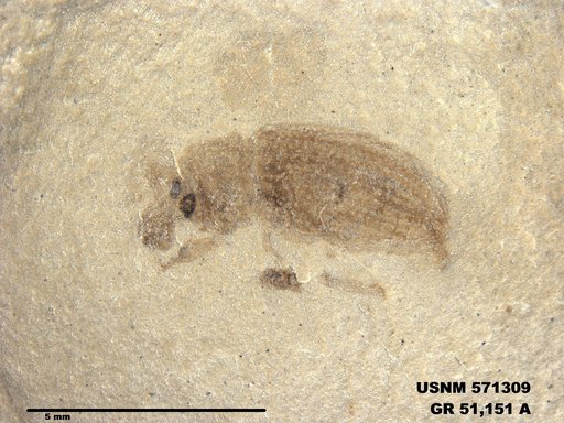 Insecta