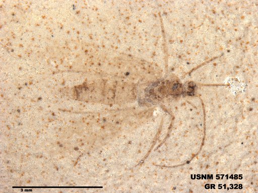 Genus sp
