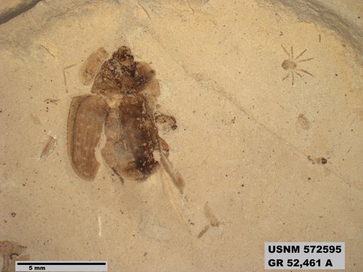 Tipula sp