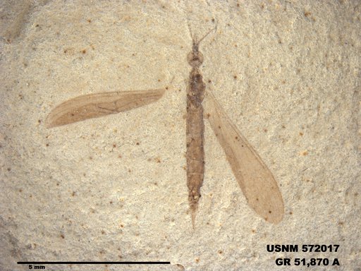 Genus sp