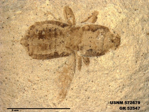 Genus sp