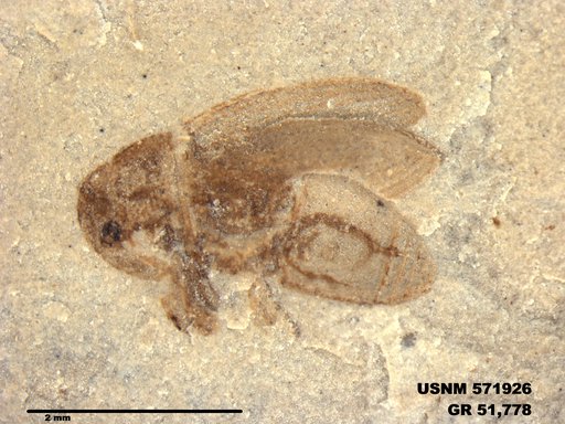 Genus sp
