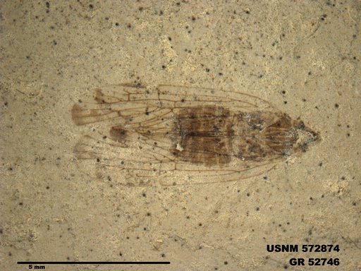 Genus sp