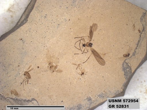 Genus sp
