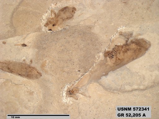 Genus sp
