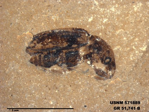 Genus sp