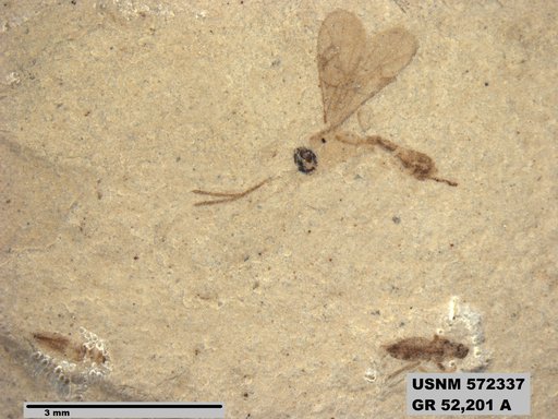 Genus sp