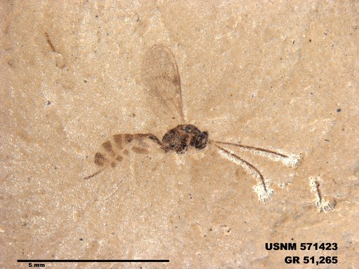 Insecta