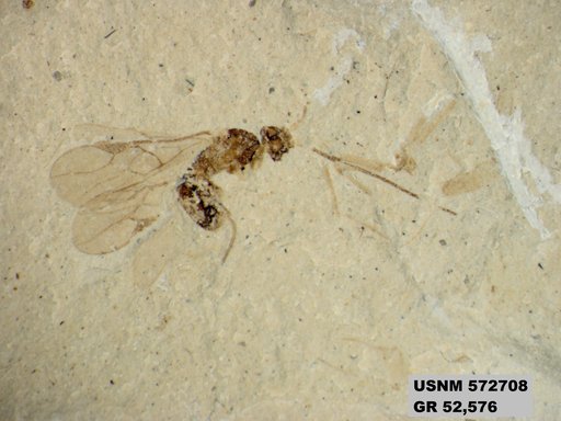 Genus sp