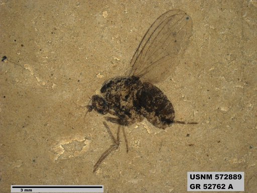 Genus sp