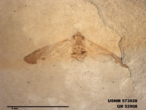 Genus sp