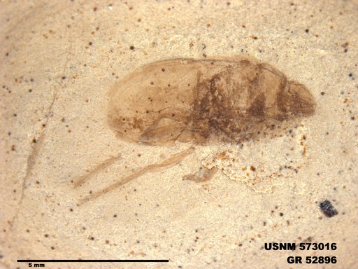 Insecta