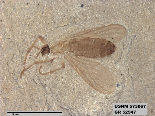 Genus sp