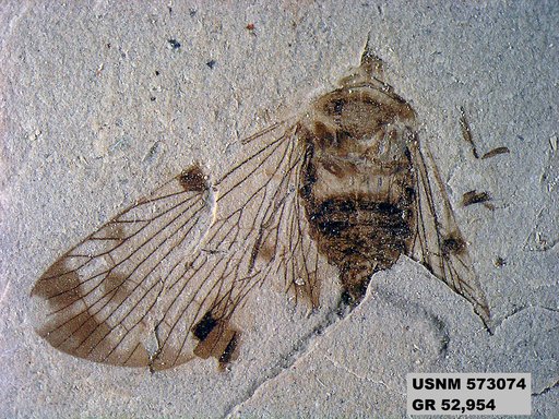 Genus sp