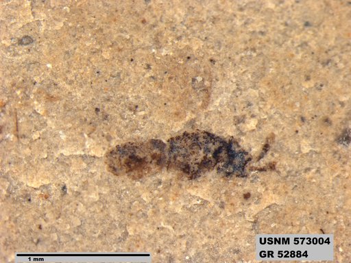 Insecta