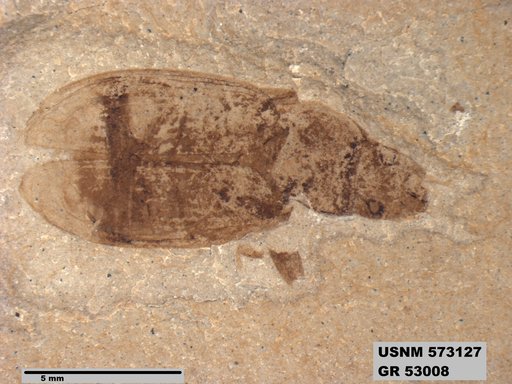 Insecta