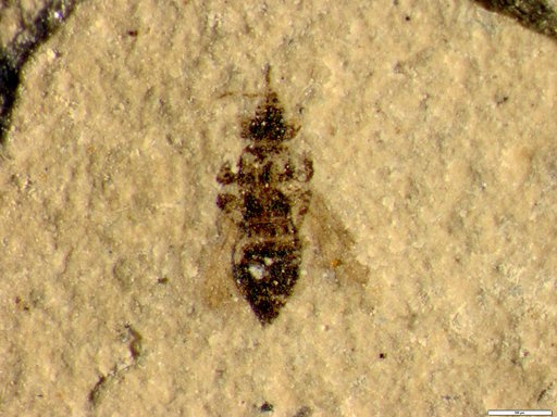 Insecta