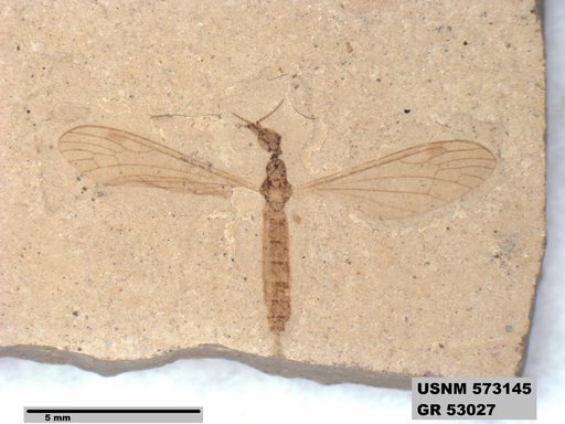 Genus sp
