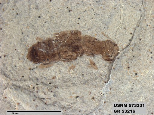 Insecta