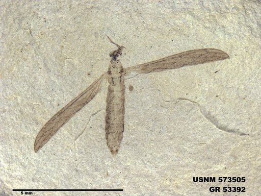 Genus sp