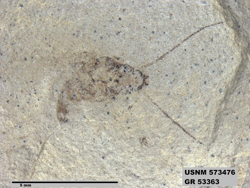 Insecta