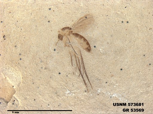 Genus sp