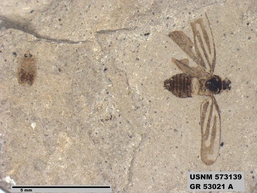 Genus sp