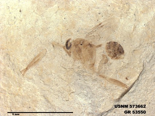 Insecta