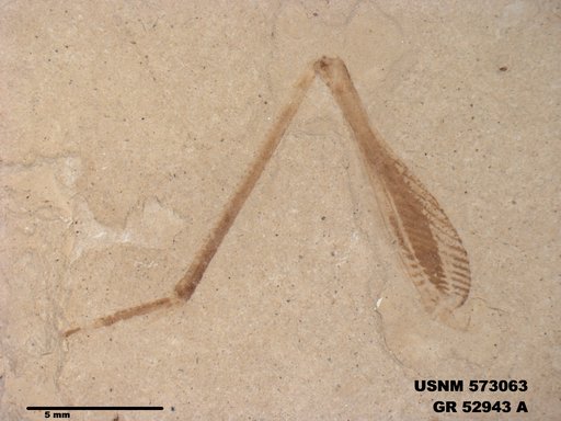 Genus sp