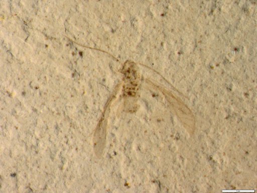 Insecta