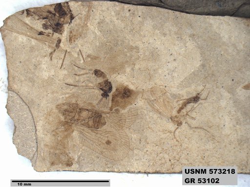 Genus sp