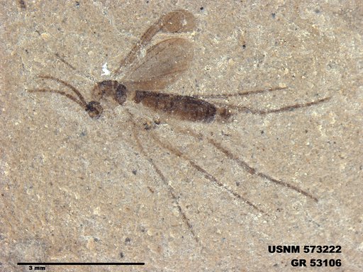 Genus sp